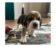 Szczeniaki Beagle tricolor ZKwP - 5