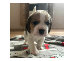 Szczeniaki Beagle tricolor ZKwP - 6