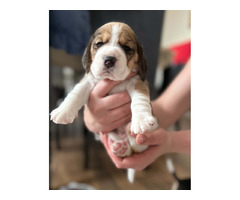 Szczeniaki Beagle tricolor ZKwP - 7