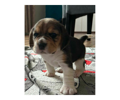 Szczeniaki Beagle tricolor ZKwP - 8
