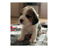 Szczeniaki Beagle tricolor ZKwP - 9