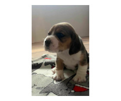 Szczeniaki Beagle tricolor ZKwP - 10