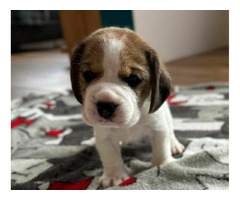 Szczeniaki Beagle tricolor ZKwP - 11