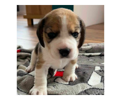 Szczeniaki Beagle tricolor ZKwP - 12