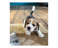 Szczeniaki Beagle tricolor ZKwP