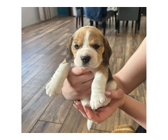 Szczeniaki Beagle tricolor ZKwP