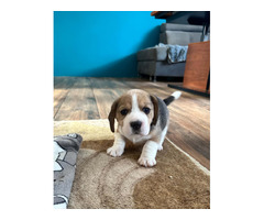 Szczeniaki Beagle tricolor ZKwP