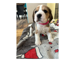 Szczeniaki Beagle tricolor ZKwP