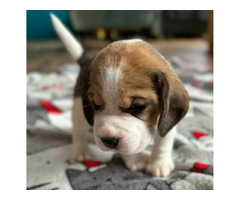 Szczeniaki Beagle tricolor ZKwP