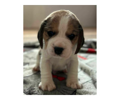 Szczeniaki Beagle tricolor ZKwP - 6
