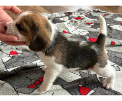 Szczeniaki Beagle tricolor ZKwP - 9