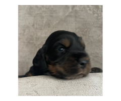 OSZAŁAMIAJĄCY COCKER SPANIEL WYSTAWOWY