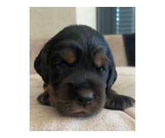 OSZAŁAMIAJĄCY COCKER SPANIEL WYSTAWOWY