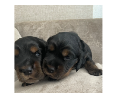 OSZAŁAMIAJĄCY COCKER SPANIEL WYSTAWOWY