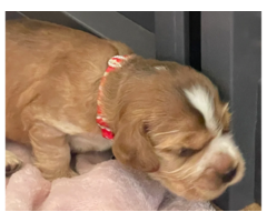 OSZAŁAMIAJĄCY COCKER SPANIEL WYSTAWOWY