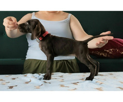 Wyżeł niemiecki krótkowłosy ZKWP