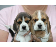 Beagle szczeniaczki ZKwP FCI po Championach - 6