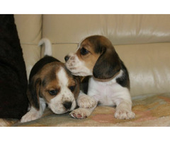 Beagle szczeniaczki ZKwP FCI po Championach - 7