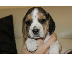 Beagle szczeniaczki ZKwP FCI po Championach - 9