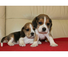 Beagle szczeniaczki ZKwP FCI po Championach - 10