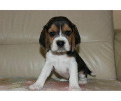 Beagle szczeniaczki ZKwP FCI po Championach - 6