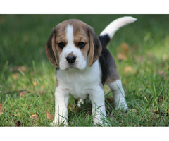 Beagle szczeniaczki ZKwP FCI po Championach - 7