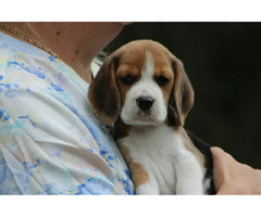 Beagle szczeniaczki ZKwP FCI po Championach - 9