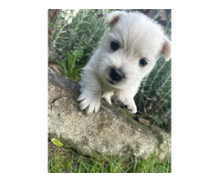 Nowe Życie - szczeniaczki  WEST Highland White Terrier
