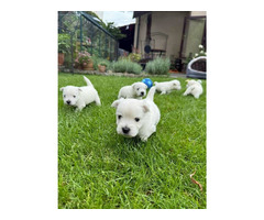 Nowe Życie - szczeniaczki  WEST Highland White Terrier
