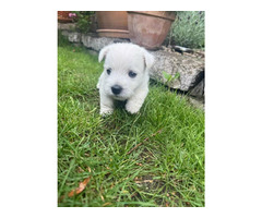 Nowe Życie - szczeniaczki  WEST Highland White Terrier