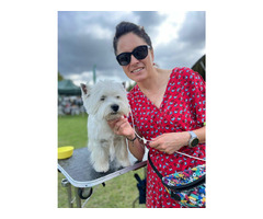 Nowe Życie - szczeniaczki  WEST Highland White Terrier