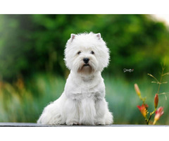 Nowe Życie - szczeniaczki  WEST Highland White Terrier