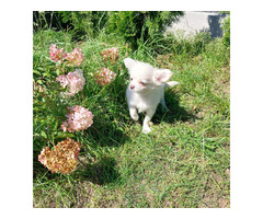 Chihuahua suczka długowłosa