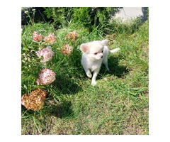 Chihuahua suczka długowłosa