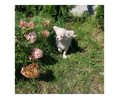 Chihuahua suczka długowłosa