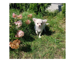 Chihuahua suczka długowłosa