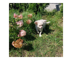 Chihuahua suczka długowłosa - 7