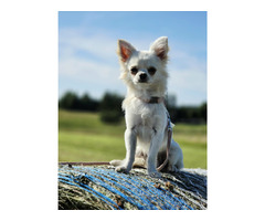 Samiec chihuahua
