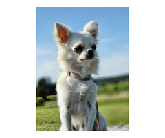 Samiec chihuahua