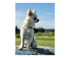 Samiec chihuahua