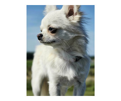 Samiec chihuahua