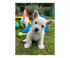 Nowe Życie - szczeniaczki  WEST Highland White Terrier