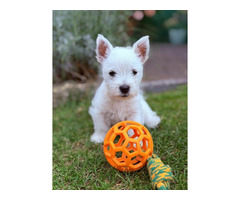 Nowe Życie - szczeniaczki  WEST Highland White Terrier