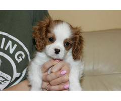 Cavalier King Charles Spaniel-szczeniaczek ZKwP - 1