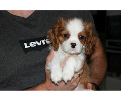 Cavalier King Charles Spaniel-szczeniaczek ZKwP - 2