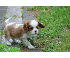 Cavalier King Charles Spaniel-szczeniaczek ZKwP - 3