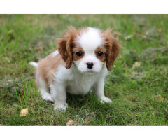 Cavalier King Charles Spaniel-szczeniaczek ZKwP - 4