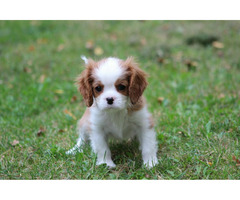 Cavalier King Charles Spaniel-szczeniaczek ZKwP - 5