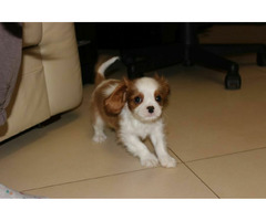 Cavalier King Charles Spaniel-szczeniaczek ZKwP - 6