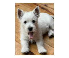 Nowe Życie - szczeniaczek ZICO (chłopczyk) WEST Highland White Terrier